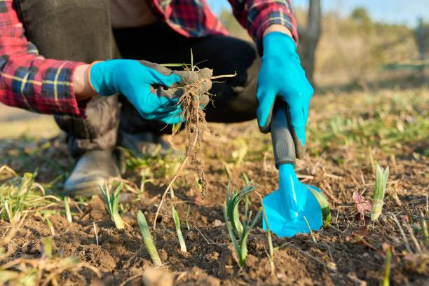 istock Seasonal spring gardening, woman's hands with tools on a flower bed with sprouting flowers 1348905632