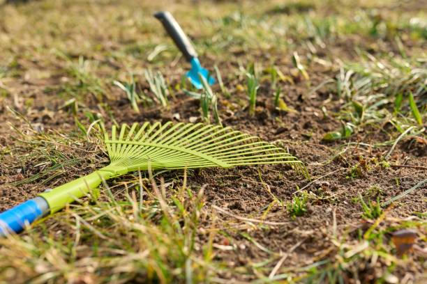 istock Spring cleaning backyard flower bed with sprouting flowers 1348905656