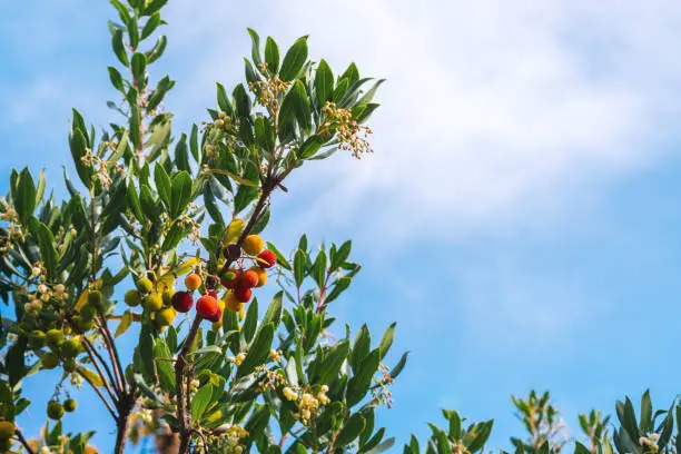 Arbutus unedo is also known as the "strawberry tree" or "corbezzolo" with bright red ripe fruits looking like pompom, green leaves and flowers with blue sky background.