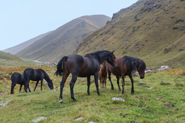 istock Herd of horses grazing 1348909947