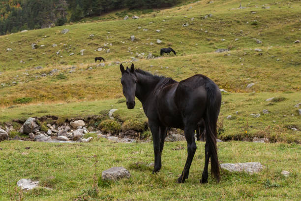 istock Herd of horses grazing 1348911532
