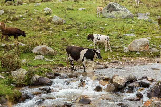 istock Herd of cows graze in a high mountain gorge 1348912083