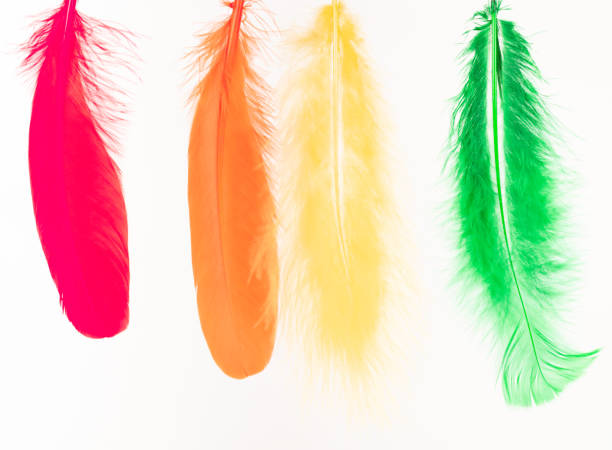 istock Red, orange, yellow and green feathers on white background 1348914289