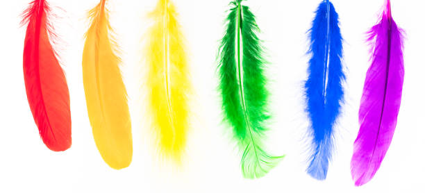 istock Feathers in LGBT rainbow colors isolated over white background 1348914477