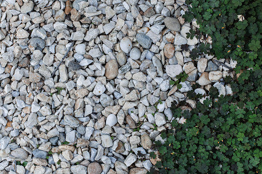 White pebble or stone texture in the garden with small green grass or trefoil texture on the right.