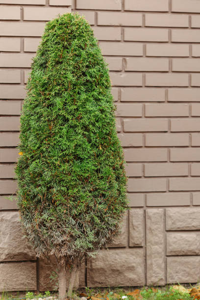 istock Landscaping. A park with shrubs, thujas and green lawns. 1348917127