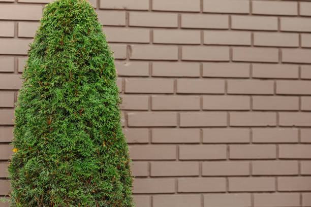 istock Landscaping. A park with shrubs, thujas and green lawns. 1348917146