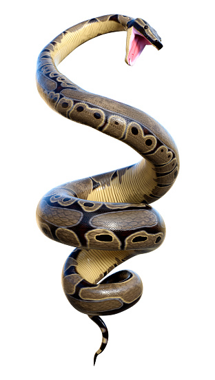 3D rendering of a ball python or python regius isolated on white background