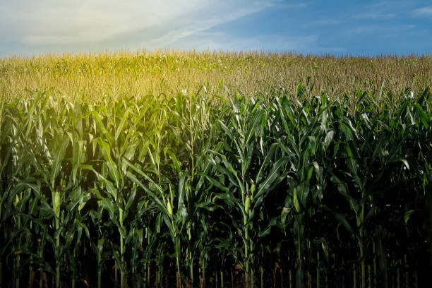 istock corn crop - agriculture concept - work on the farm 1348919161
