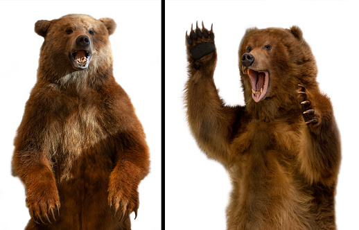 close up Taxidermy of a Kamchatka brown bear on white background