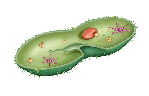 Cross-section diagram of a Paramecium caudatum, showing its internal structure. Digital illustration.
