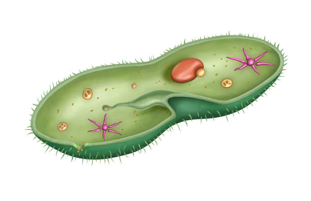 Paramecium internal structure Cross-section diagram of a Paramecium caudatum, showing its internal structure. Digital illustration. ciliophora stock illustrations