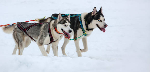 istock Two husky dogs in snow on competition. Close up 1348929816