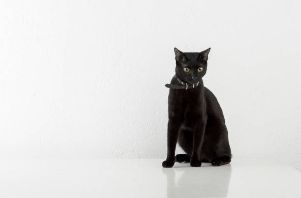 istock Black Bombay Cat Sitting on the White Background 1348931517