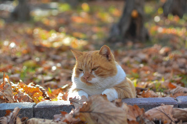 istock A beautiful red cat sits with his front bumps on the curb 1348932125