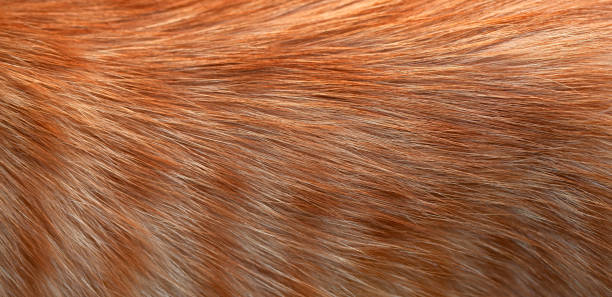 istock Close-up of ginger cat fur. Texture, background 1348934205