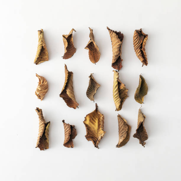 istock Rows of withered dead autumn or fall leaves on white 1348934569