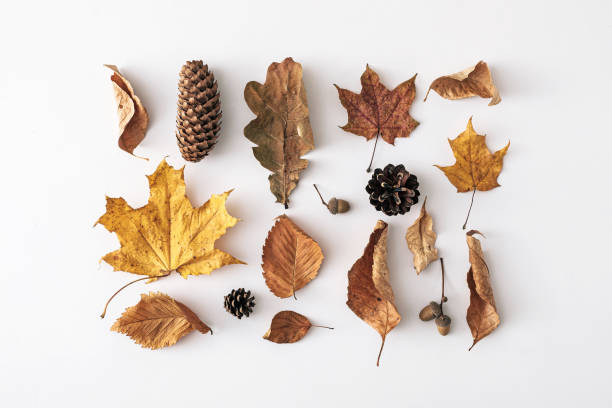 istock Assorted dead and decaying autumn leaves with cones 1348934585