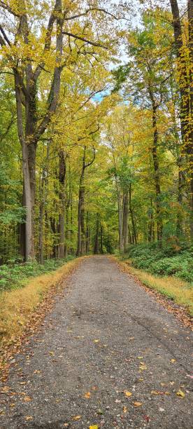 istock The path with the leaves 1348935960