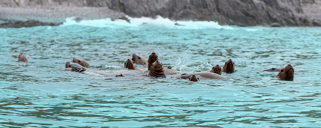 The Rookery Steller sea lions. Island in Pacific Ocean near Kamchatka Peninsula.