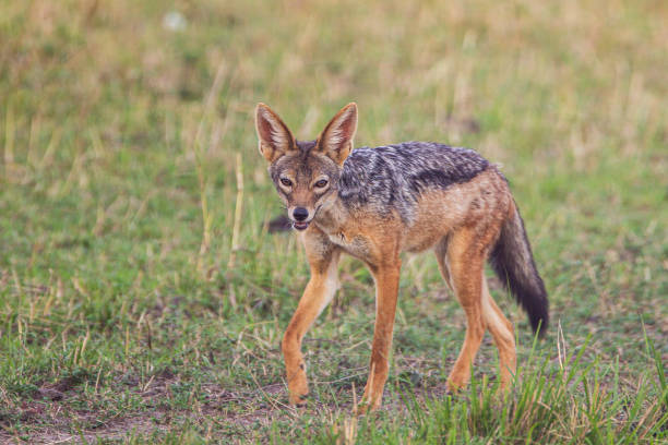 istock Black-backed Jackal running along a dirt path in the Masai Mara, Kenya 1348937590