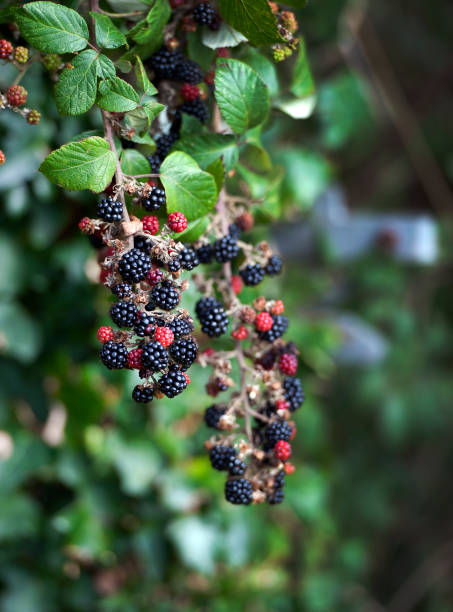 Blackberry  an edible soft fruit in the genus Rubus seen here in a  cascade on a bush at Shipton. Shipton Gorge with its distinctive Shipton Hill, an iron age defended settlement, is a little known rural village and agricultural and farming area, seen here on a bright sunny blue sky day, , Dorset, England, UK.