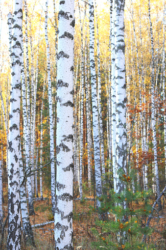beautiful abstract scene with birches in red autumn birch forest in october among other birches in birch grove in fog