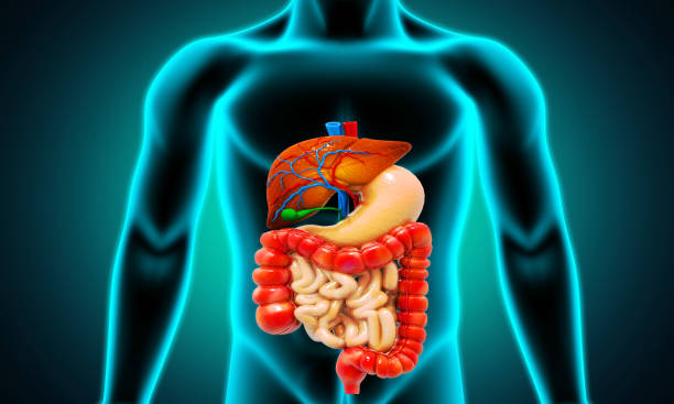 istock Human digestive system on scientific background. 3d illustration 1348939827