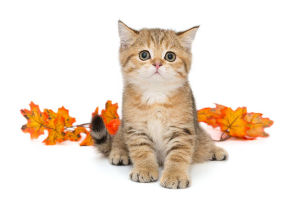 Small Scottish kitten on the background of autumn leaves stock photo