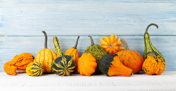 Various colorful squashes and pumpkins. Autumn vegetable harvest. With copy space