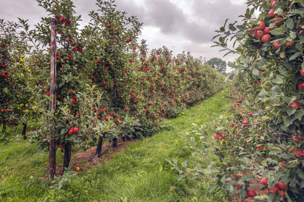 istock Lots of red apples on the trees 1348940521