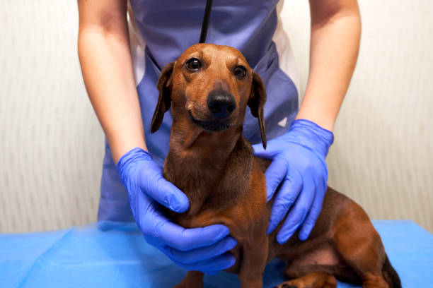 istock Dog on examination at the veterinary clinic 1348942099