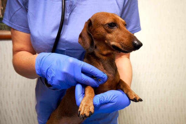 istock Veterinarian examines brown dachshund 1348942102