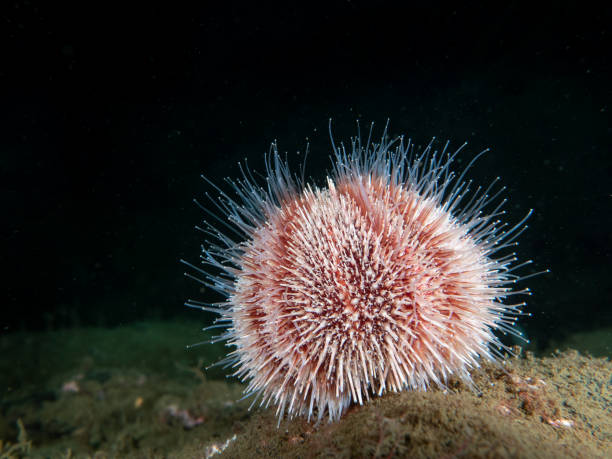 istock feeding common sea urchin on a black background 1348942238