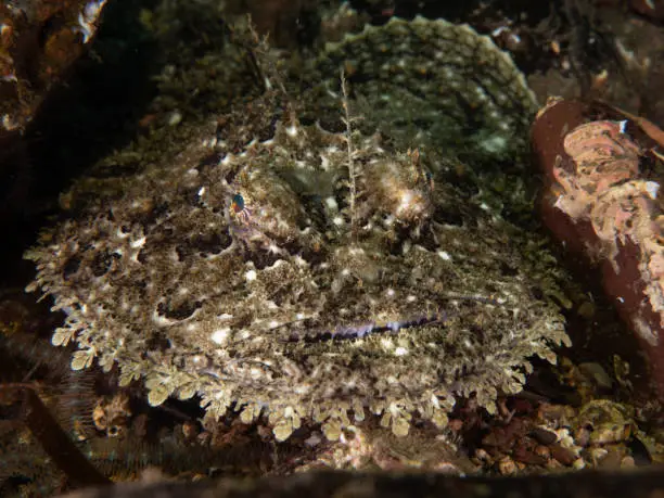 angler or monkfish hunting on the bottom of the sea in Saint Abbs, Scotland, United Kingdom