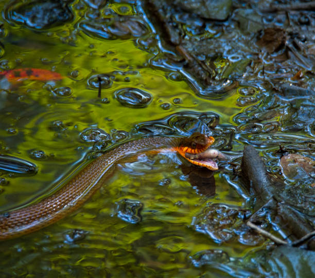 Snake eating a fish at Congaree National Park in Congaree, South Carolina, United States