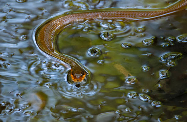 Plain-bellied Water Snake swimming in small pool in Congaree, South Carolina, United States