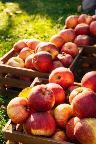 istock Apples in wooden crates on grass 1348942371
