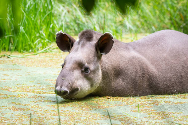 Beautiful view to Tapir inside lake on green rainforest area Beautiful view to Tapir inside lake on green rainforest area in Guapiaçu, Rio de Janeiro, Brazil tapirus terrestris stock pictures, royalty-free photos & images