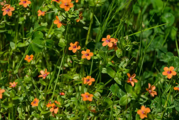 Anagallis arvensis (syn. Lysimachia arvensis), commonly known as scarlet pimpernel, red chickweed or poor man's barometer. Small red flowers in Arboretum Park Southern Cultures in Sirius (Adler) Sochi