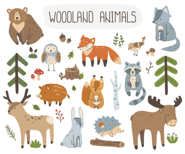 ilustraciones, imágenes clip art, dibujos animados e iconos de stock de conjunto de lindos animales y plantas del bosque. colección de elementos de bosque vectorial para tela de diseño infantil, textil, envoltura, papelería. - woods