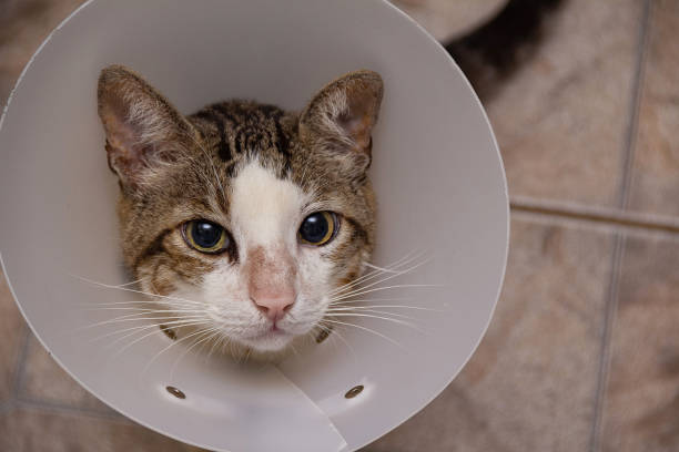 istock A cat with an Elizabethan collar. 1348945265