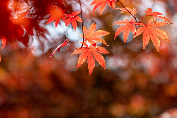 istock Leaves that turn red in autumn 1348951656