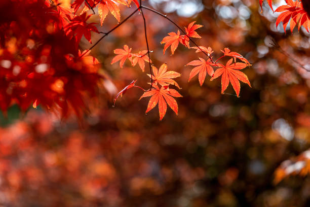 istock Leaves that turn red in autumn 1348951715