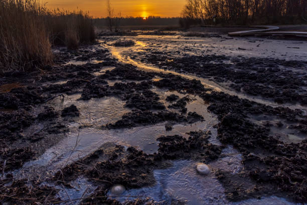 nature reserve soos, western bohemia, czech republic - bog imagens e fotografias de stock