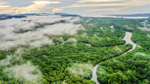 aerial view of mangrove forest
