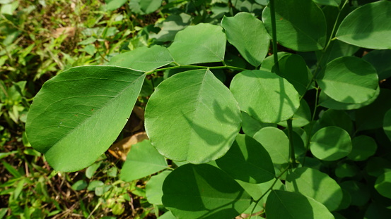 Light-flooded green leaf