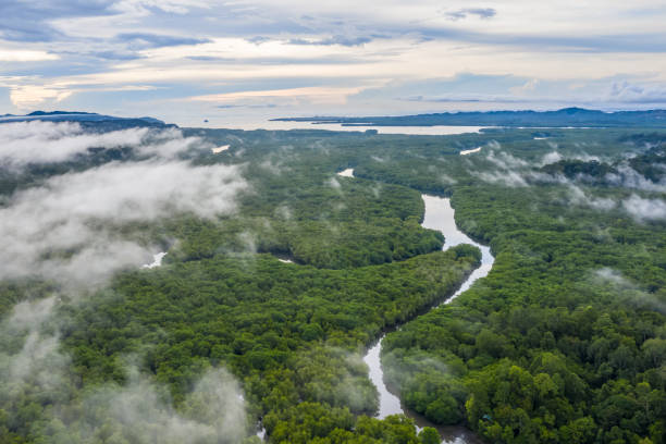 istock aerial view of mangrove forest 1348954388
