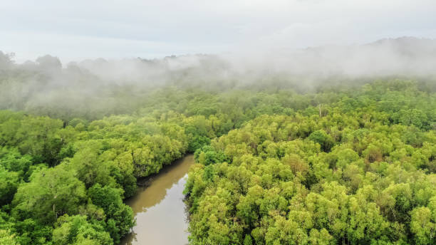istock aerial view of mangrove forest 1348954389