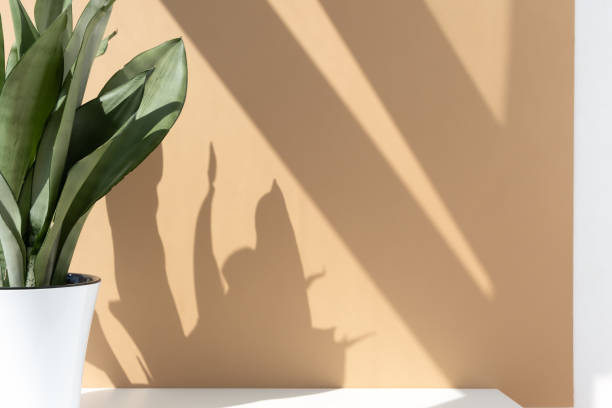 istock Sansevieria plant in a modern pot on a white table against a beige wall. 1348954452